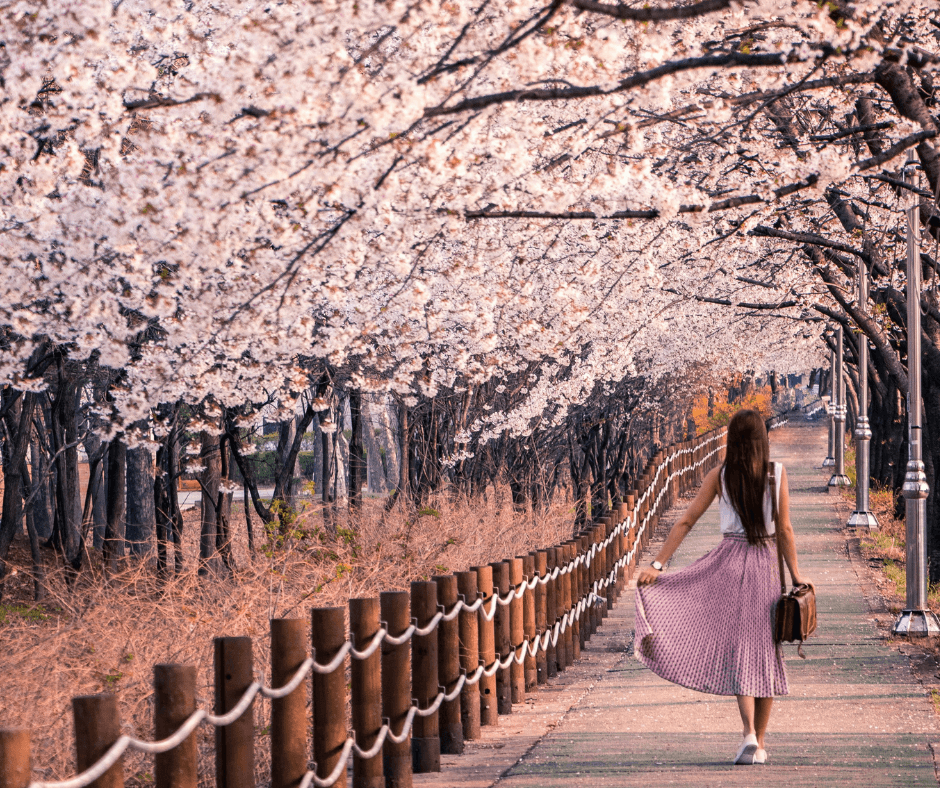 Les sakura au Japon : quand et où les voir en 2026?
